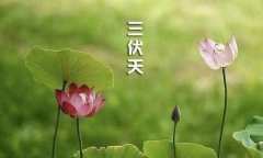 苏州国医堂中医教你如何在三伏天养生